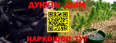 сатива Бузулук